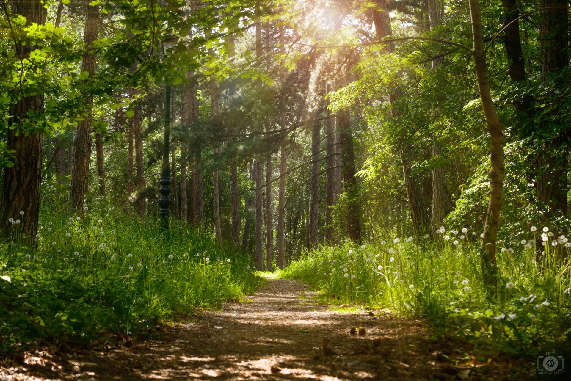 A sunlit forest path winding between tall trees and green undergrowth.